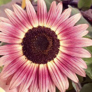 Meet your Posher, Pemberlygirl